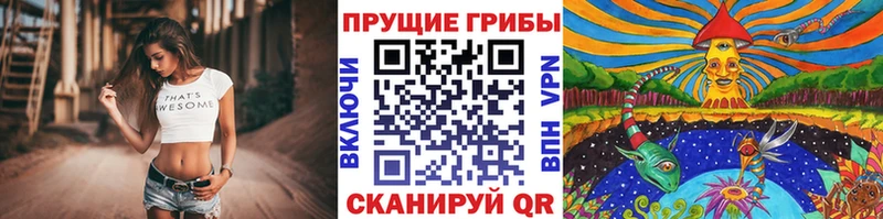 Псилоцибиновые грибы Cubensis  даркнет сайт  Зеленогорск 